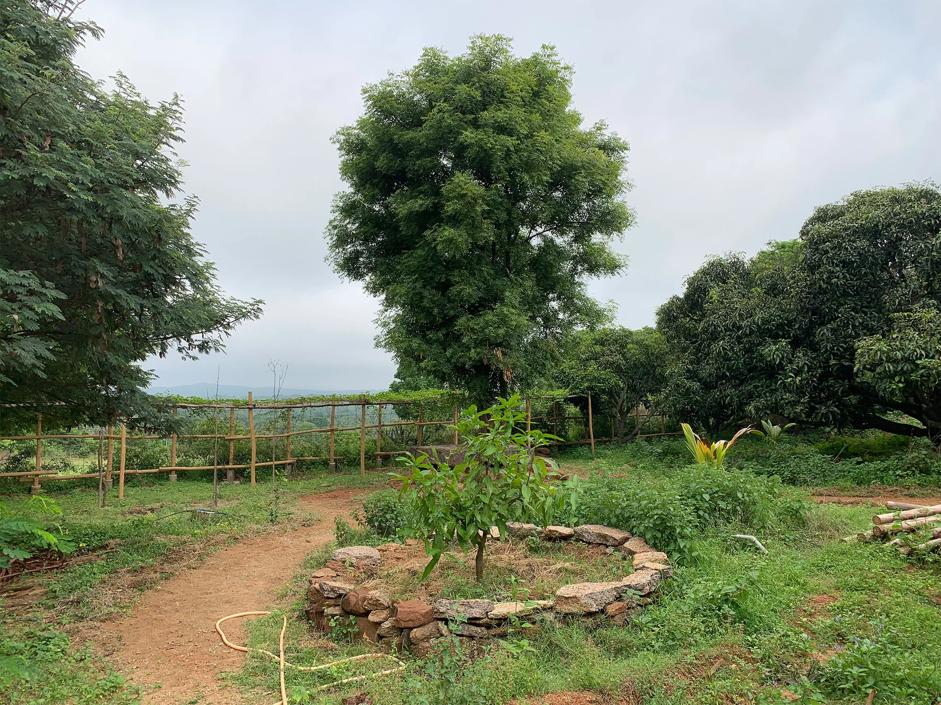 A large neem tree surrounded by a circular stone seat.