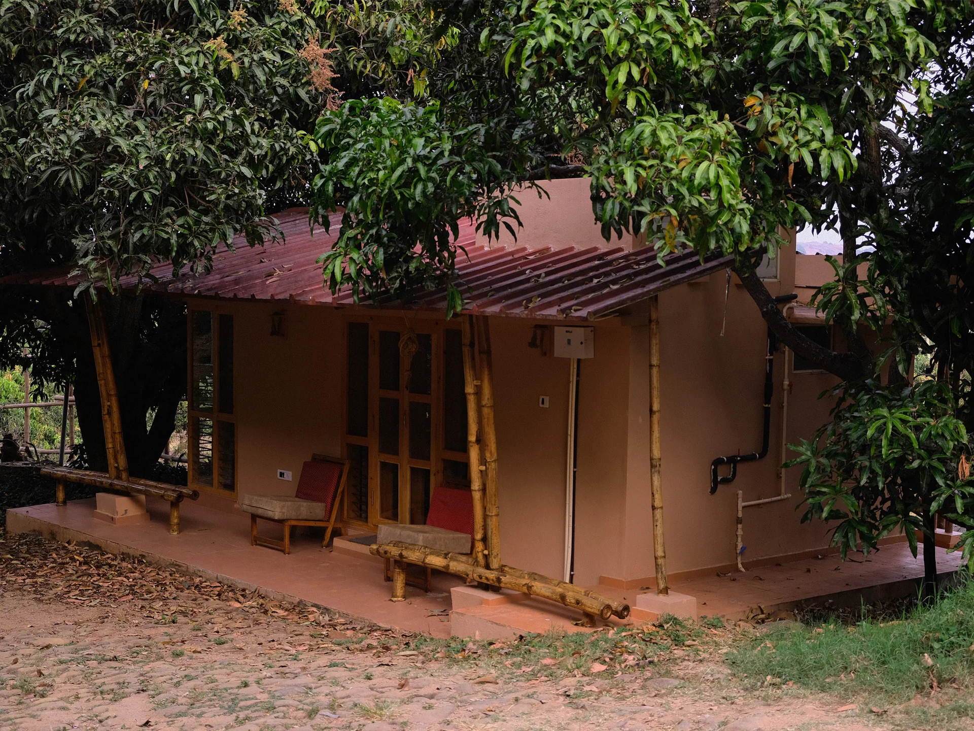 Tryst cottage beneath a leafy tree, with a shaded front verandah.
